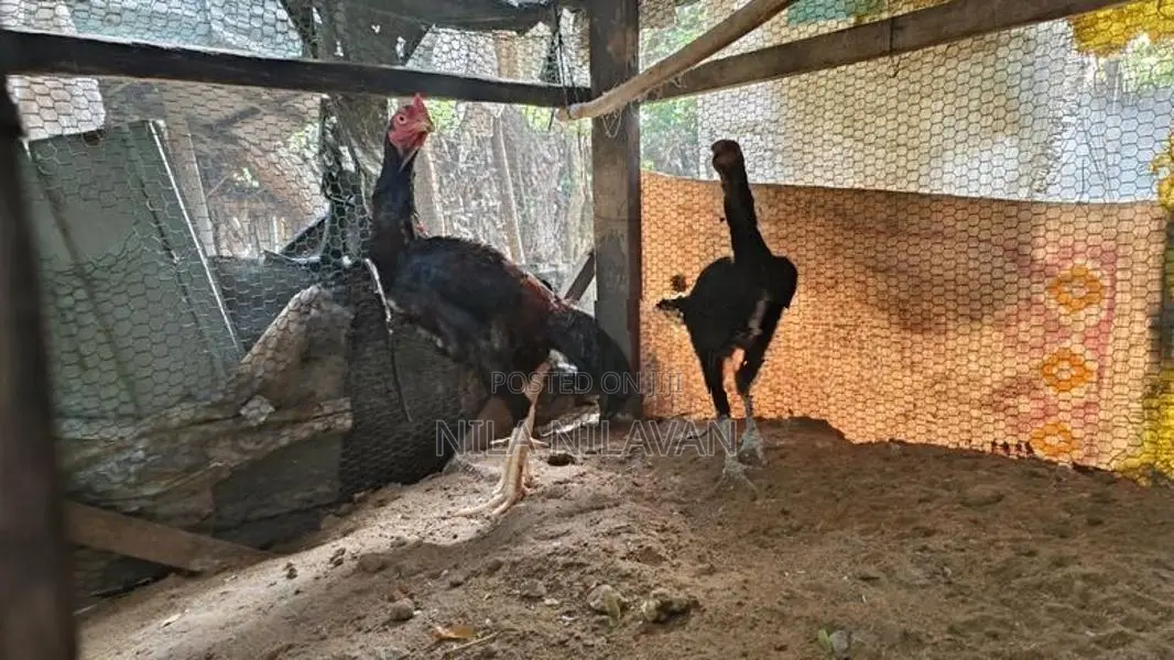 Aseel Rooster