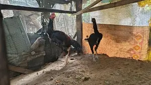 Aseel Rooster