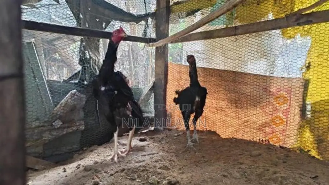 Aseel Rooster