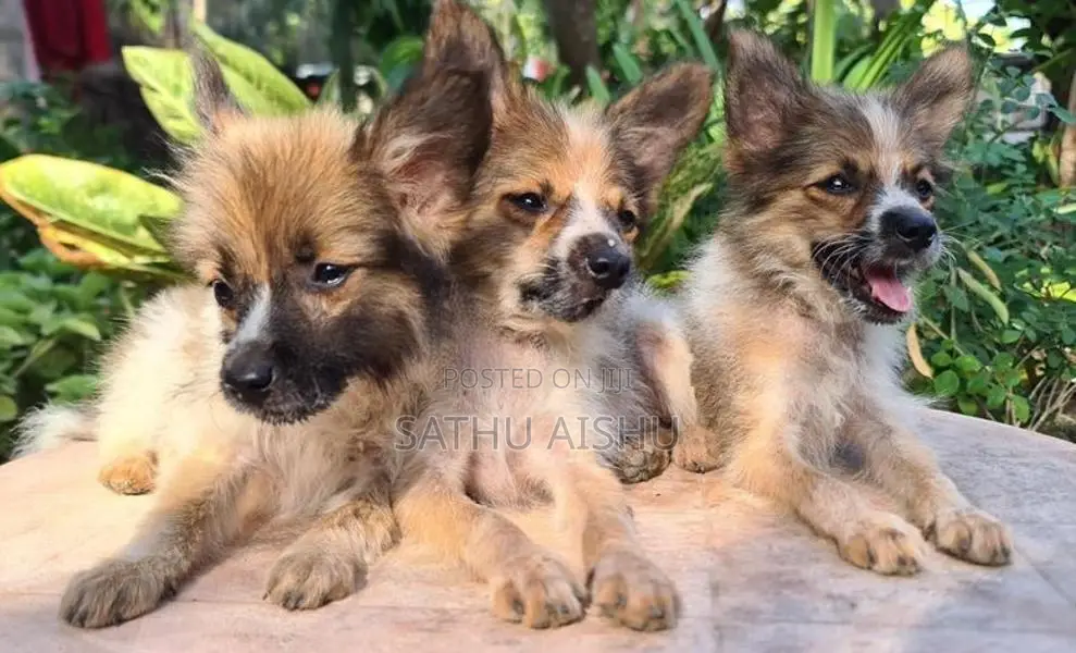 Pomeranian Puppies