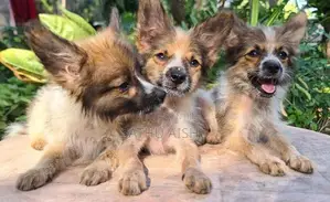 Pomeranian Puppies