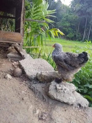 Brahma Chicken