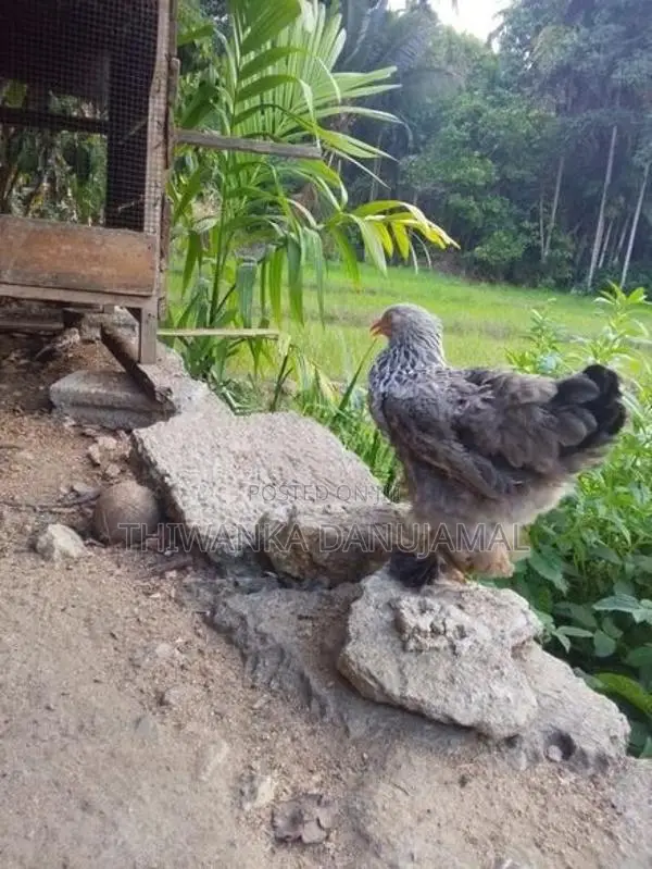 Brahma Chicken