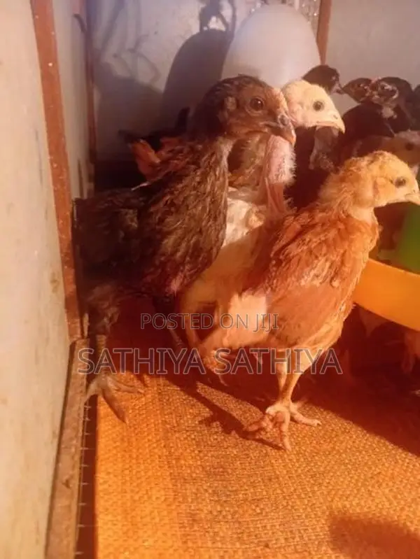 Country Chicks