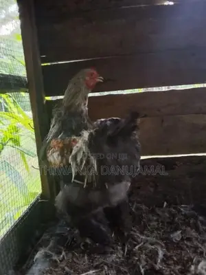 Brahma Chicken