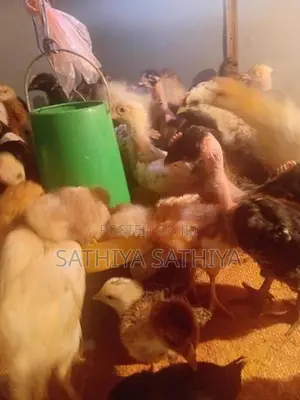 Country Chicks