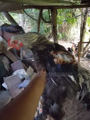 Brahma Chicken