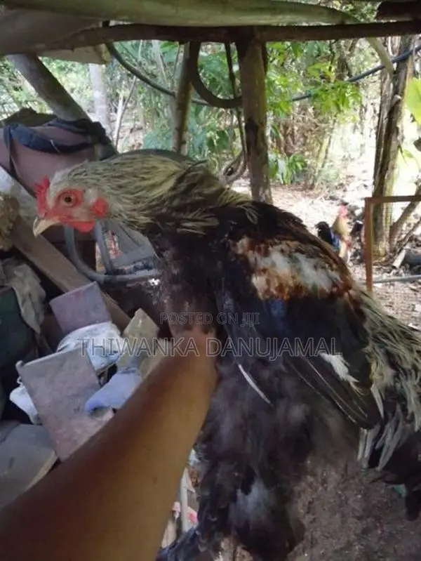 Brahma Chicken