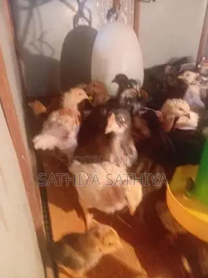 Country Chicks