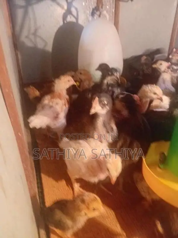 Country Chicks