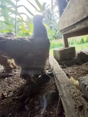 Brahma Chicken
