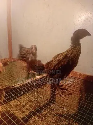 Country Chicks