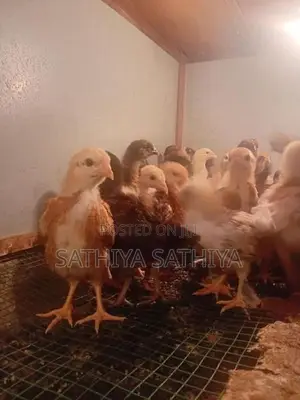 Country Chicks