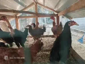 Farm Chicken