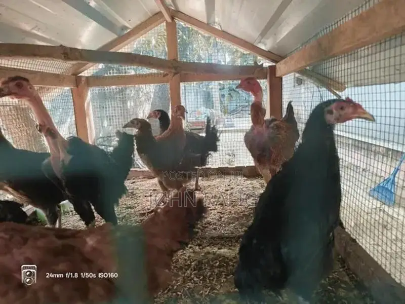 Farm Chicken