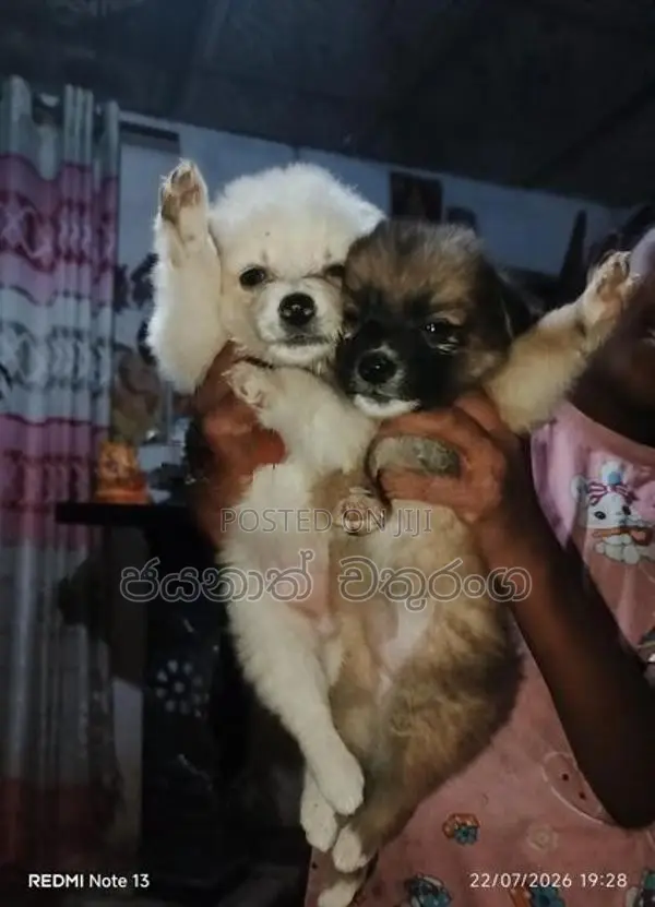 Pomeranian Puppies