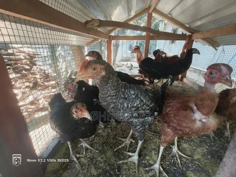 Farm Chicken