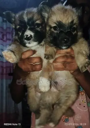 Pomeranian Puppies