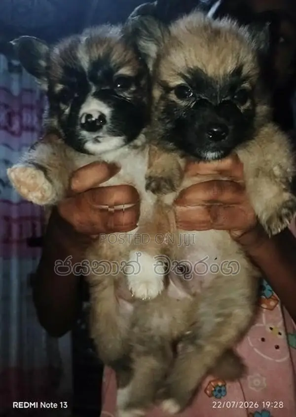 Pomeranian Puppies