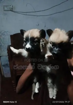 Pomeranian Puppies