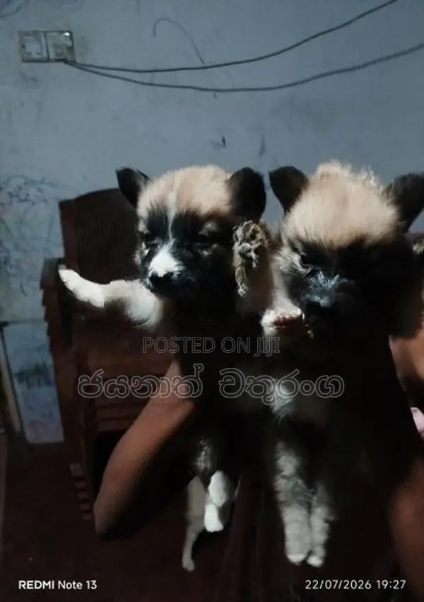 Pomeranian Puppies