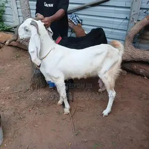Farm Goat