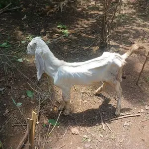 Farm Goat