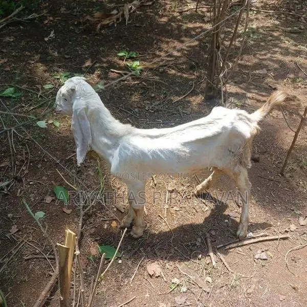 Farm Goat
