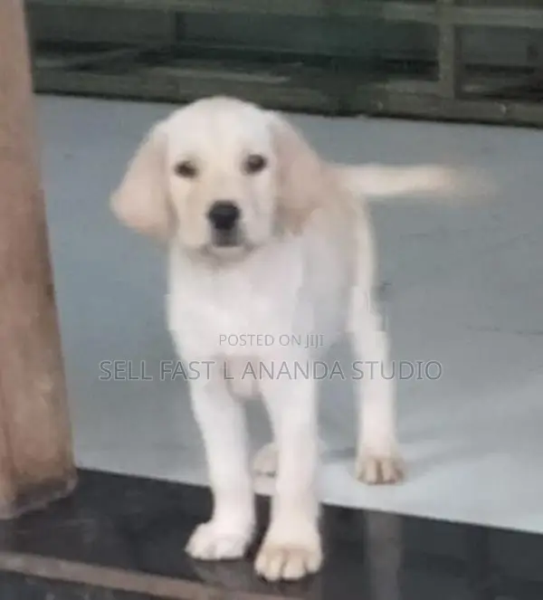 Labrador Puppy