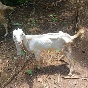 Farm Goat