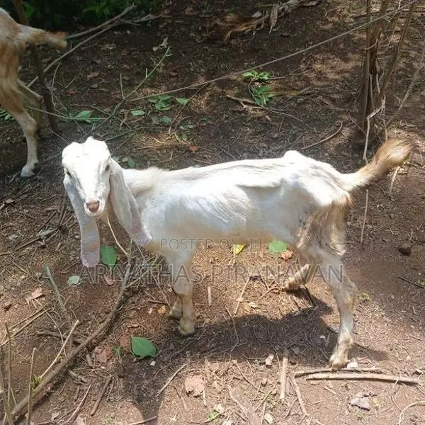 Farm Goat