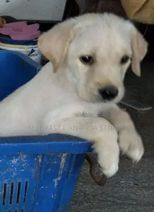 Labrador Puppy