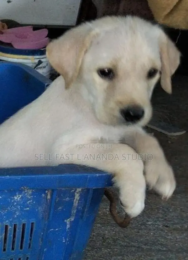 Labrador Puppy