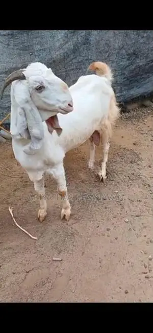 Farm Goat