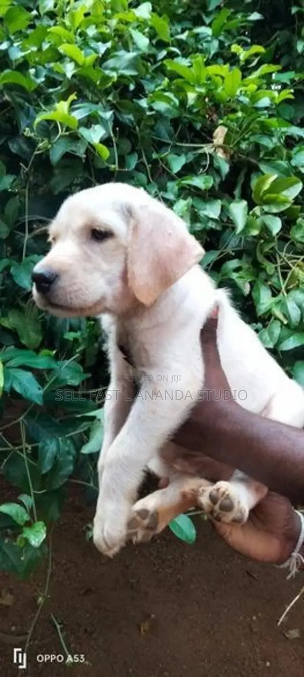 Labrador Puppy