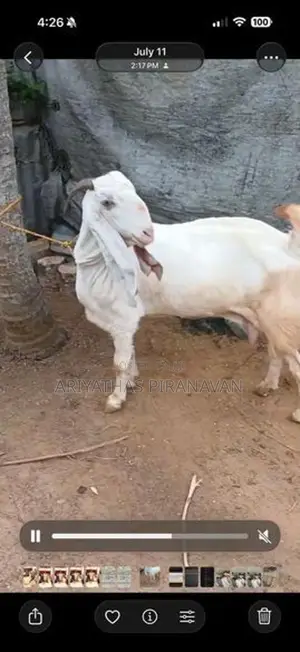 Farm Goat