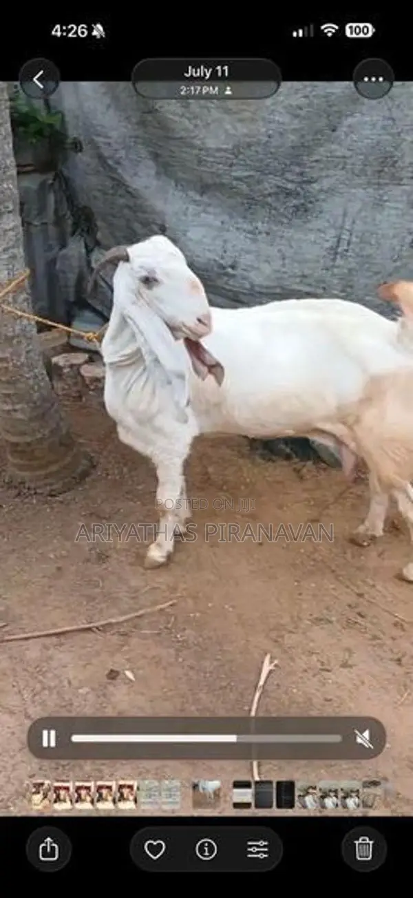 Farm Goat