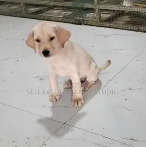 Labrador Puppy