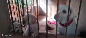 Labrador Puppy