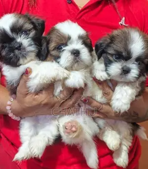Shih Tzu Puppies