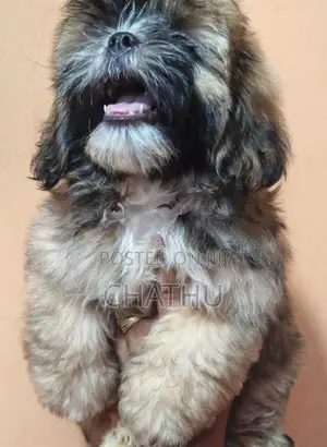 Shih Tzu Puppy