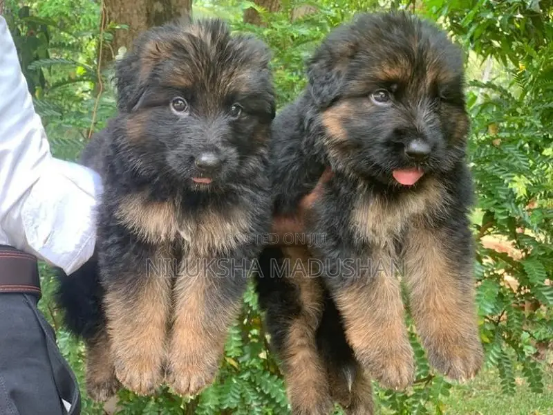 German Shepherd Puppy