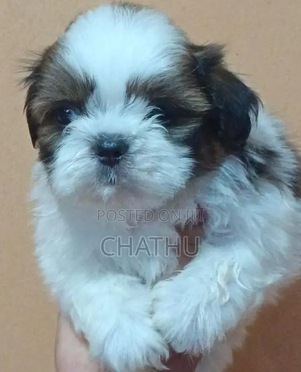 Shih Tzu Puppies