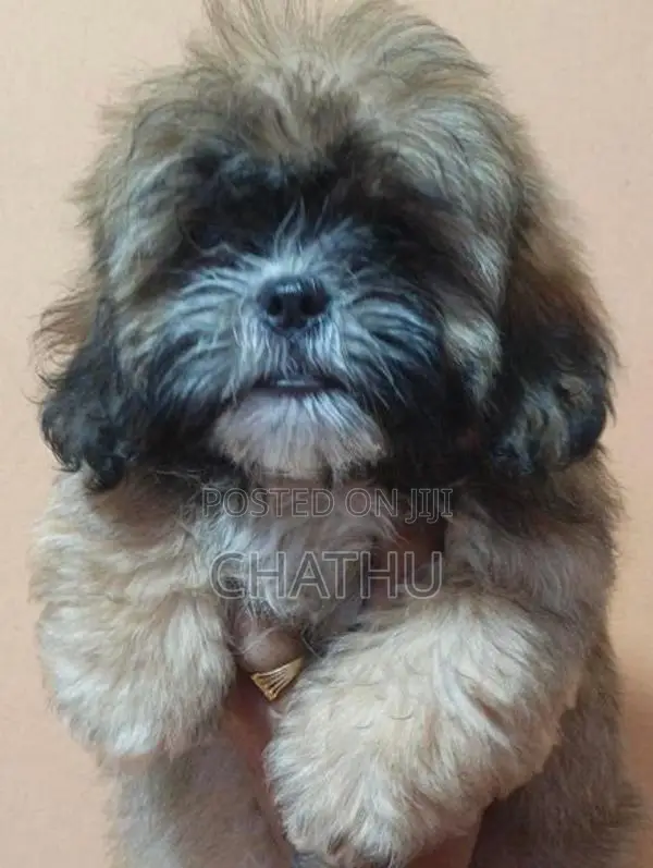 Shih Tzu Puppy
