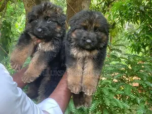 German Shepherd Puppy