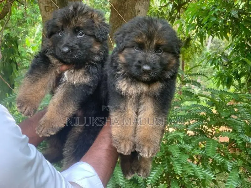 German Shepherd Puppy