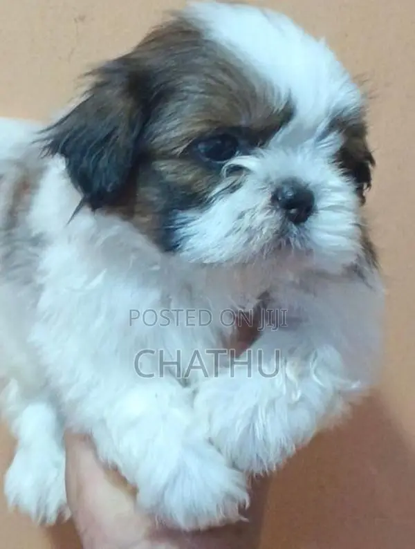 Shih Tzu Puppies