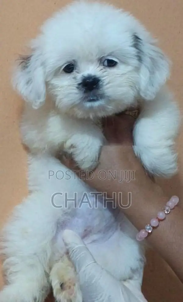 Shih Tzu Puppy