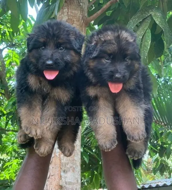 German Shepherd Puppy
