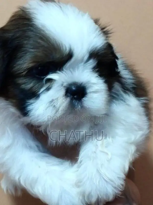 Shih Tzu Puppies